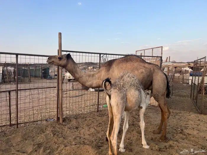 بكره خلفه تحتها قعود (تم البيع ) 1