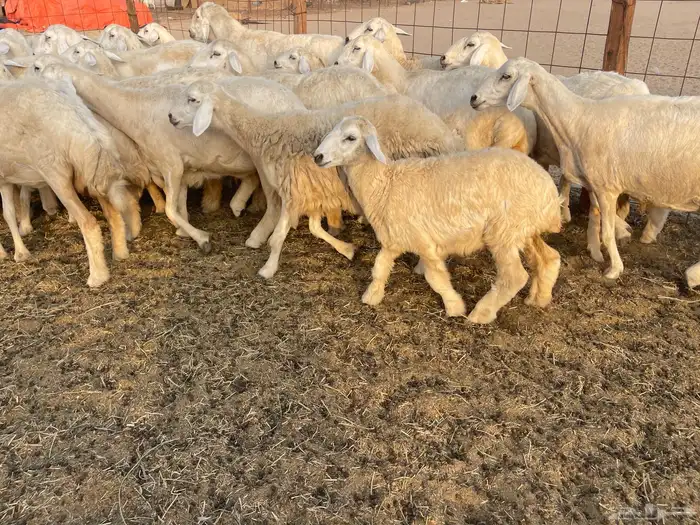 غنم خلفات ودفيع 7