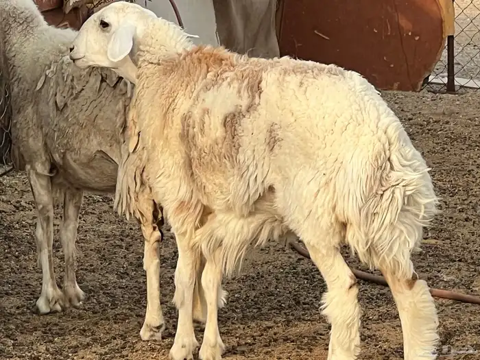 نعجه وبنتها دفيع 6