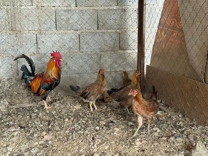 طقم دجاج عربي لون فري 1