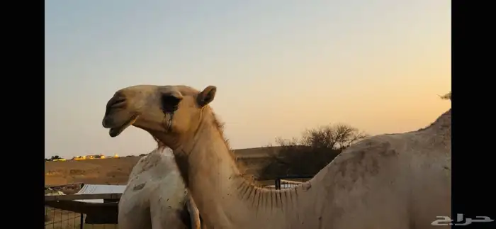 بكرة باتلية 0
