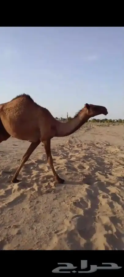 بكره حقه عبدانيه 2