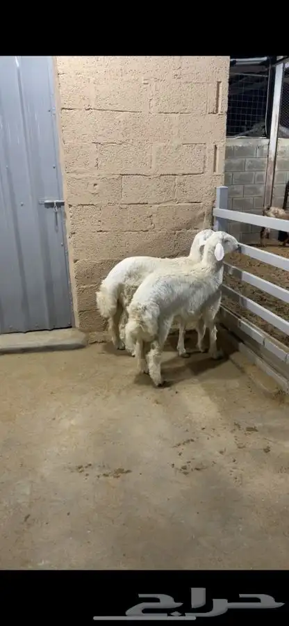 هرافا حري 1