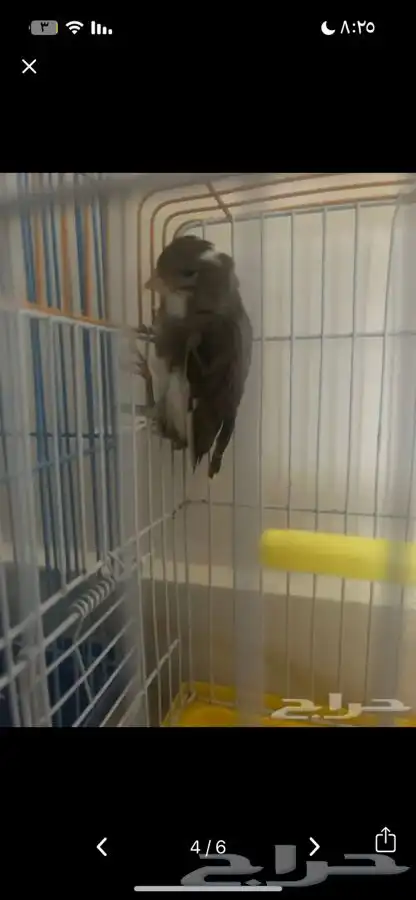 طيور كناري 0
