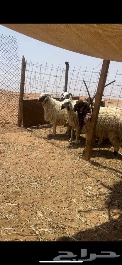 ذبايح نعيمي طيبه 0