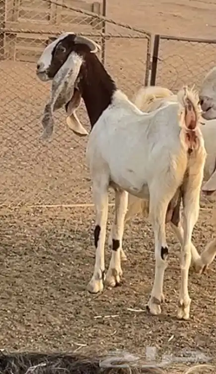 معزى مضاريع 2