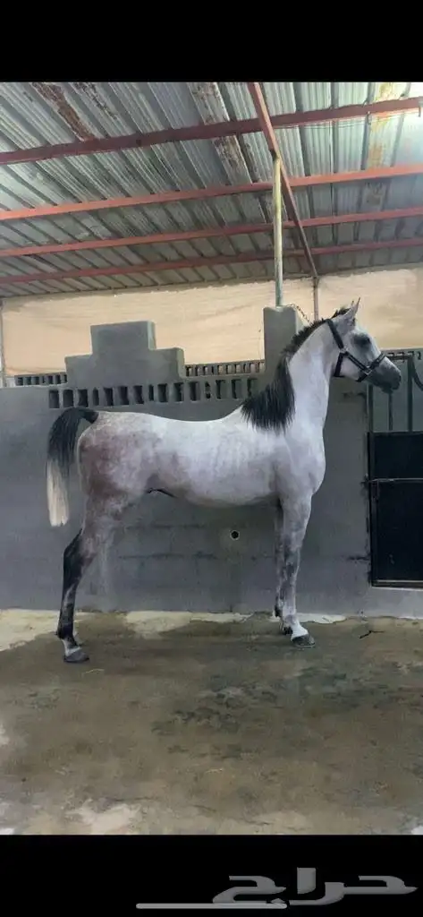 حصان للبيع 0