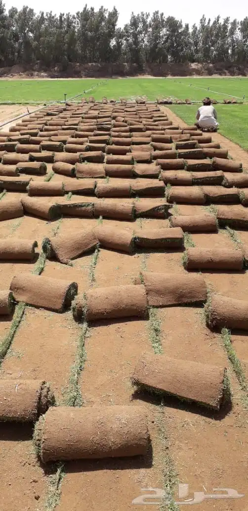 ثيل طبيعي او نجيله مشروطه مضمونه 2
