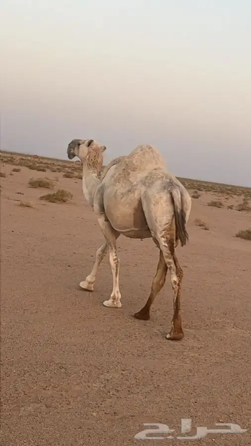ناقه شاق ضربتها العام ولا عشرت ب7000 0
