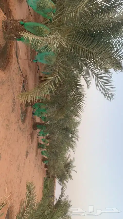 استراحه مساحه عشره الالف. ع شارعين 25 شمالي 25 غربي. 10