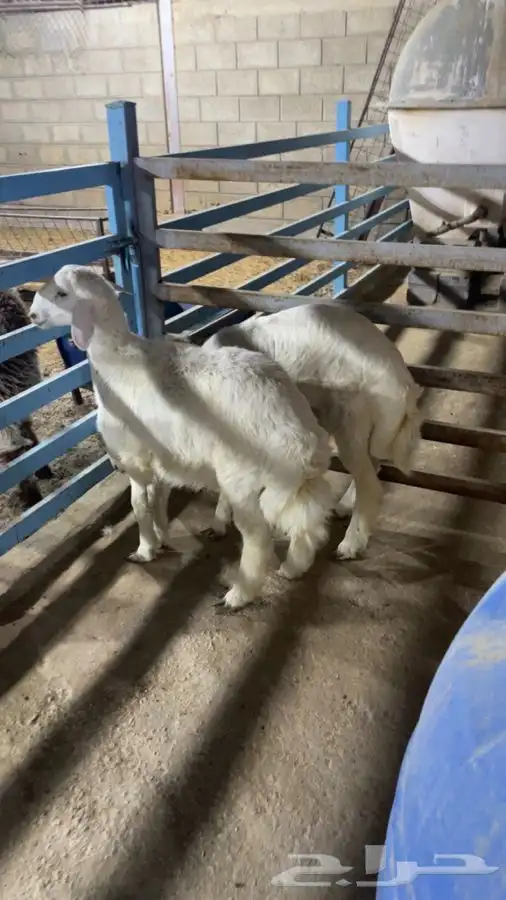 هرافا حري 3