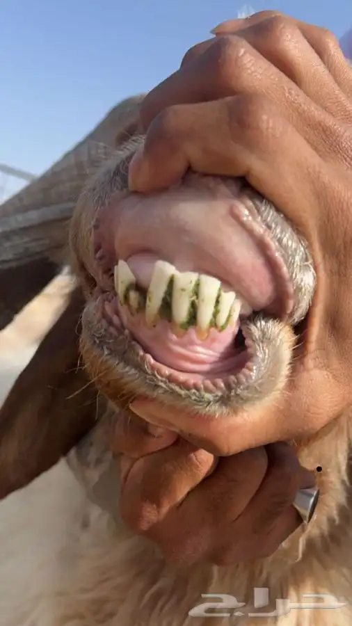 فحل نعيمي سنه تام شرط قريع وصحه 1