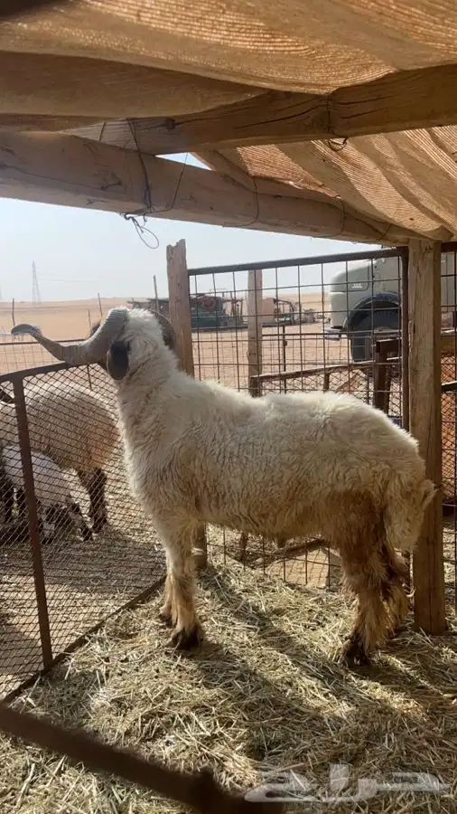 فحل نعيمي سنه تام شرط قريع وصحه 0