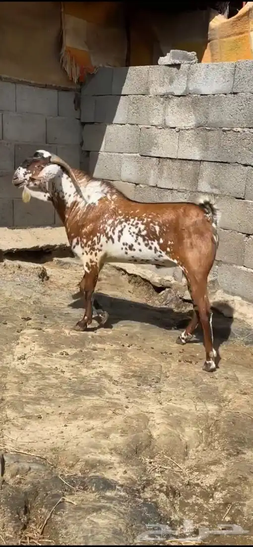 تيس فحل ( تم البيع ). 2
