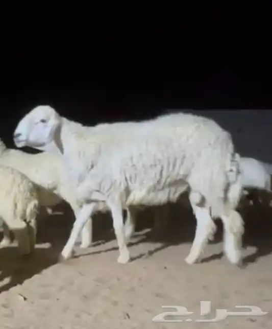 للبيع فحل حري مشروط 1