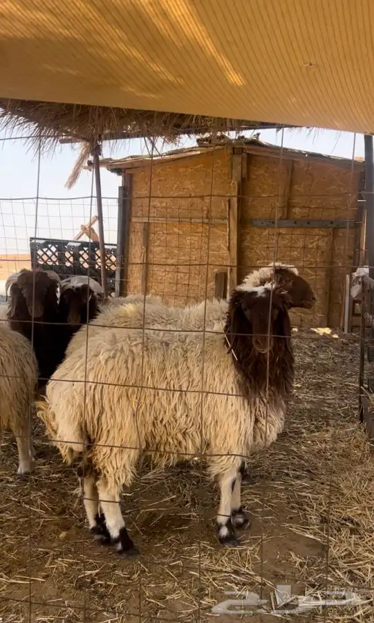 ذبايح نعيمي طيبه 1