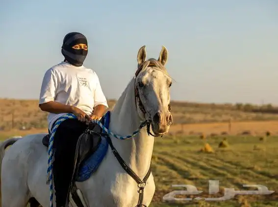 حصان شعبي بطلل 0