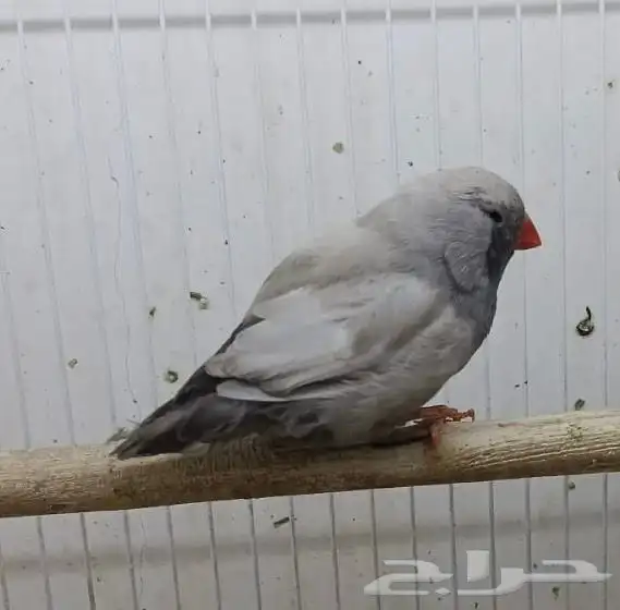 زيبرا شاركول مستوى قوي 1