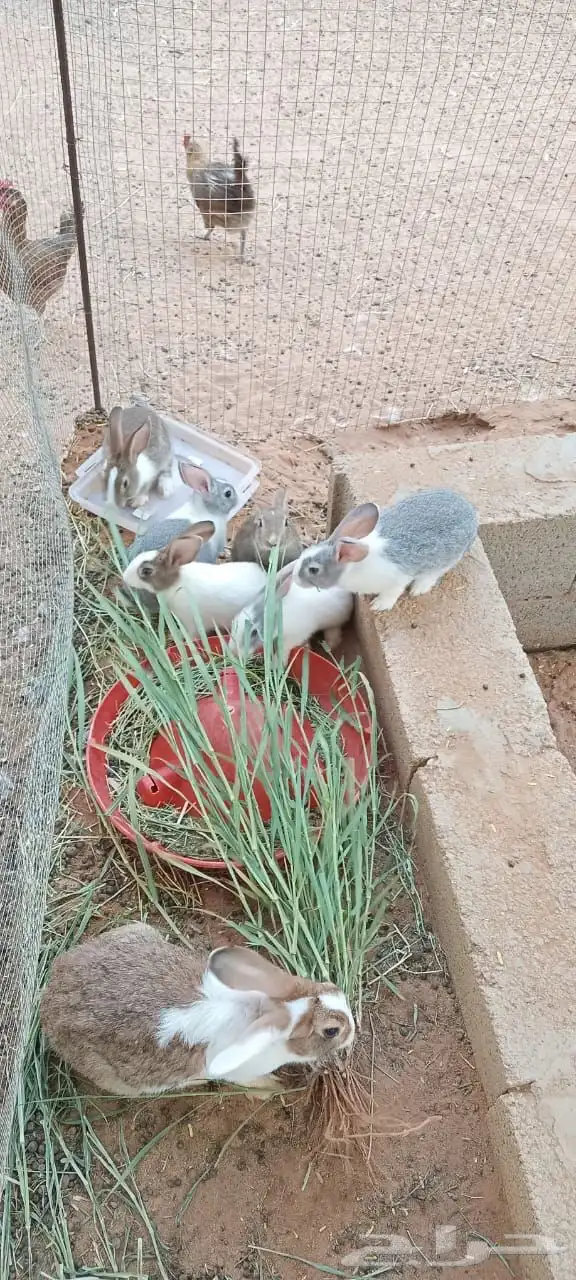 ارانب للبيع القصيم بريدة 4