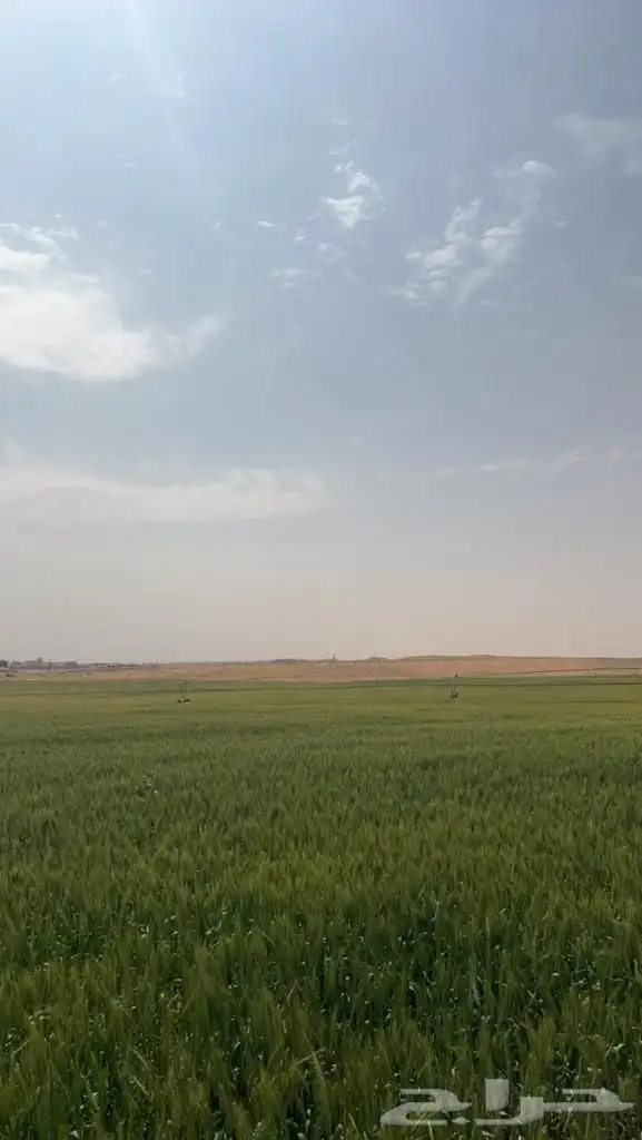 للبيع ارض زراعية برخصه زراعة قمح في المذنب 1