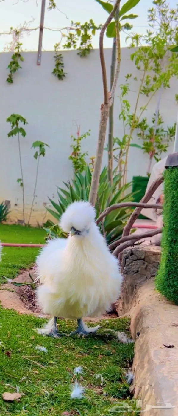 اطقم دجاج قطني 1