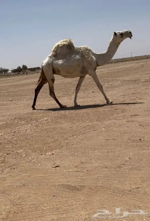 للبيع الضروبه 0