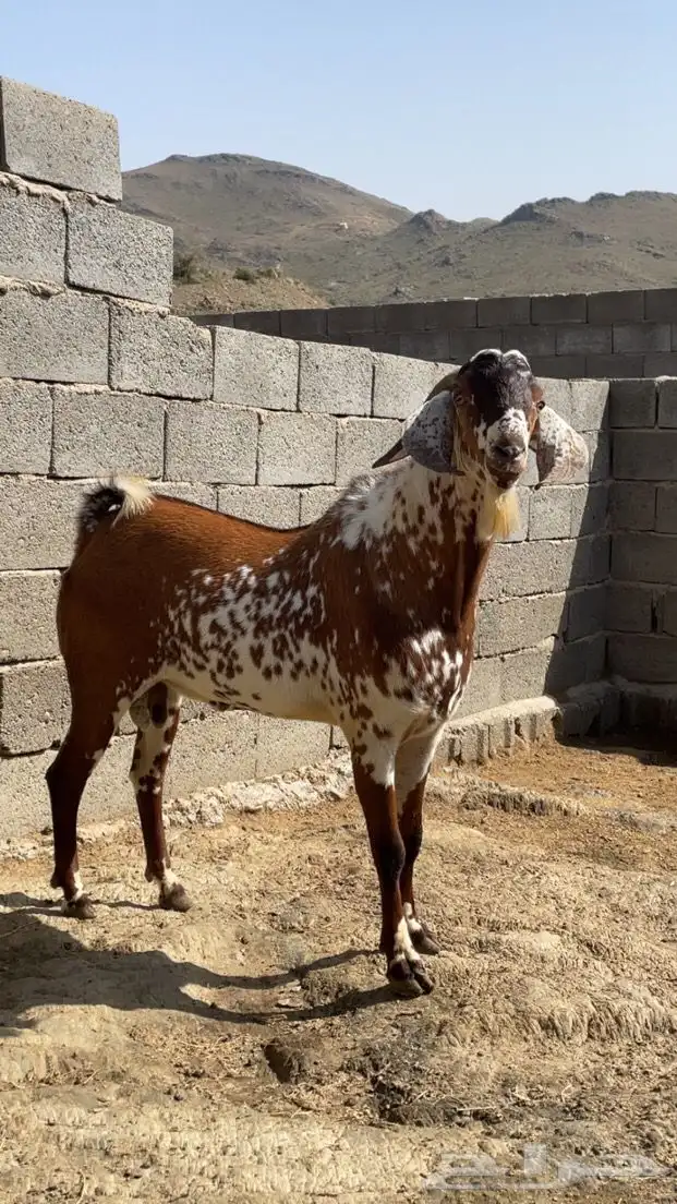 تيس فحل ( تم البيع ). 0