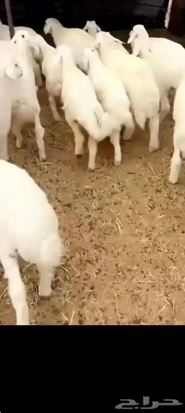 بهم تربيه تم البيع اضغط متابعه يصلك كل جديد 1