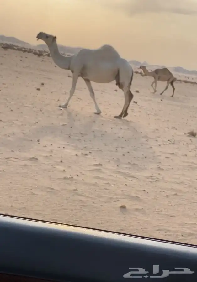 عشراء وضحاء وشقحاء 2