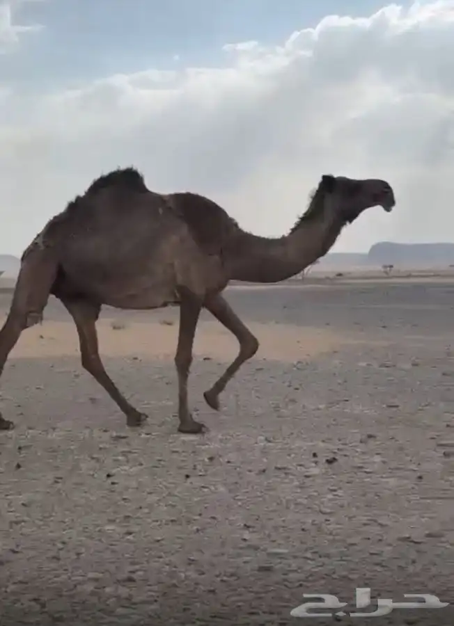 لقحه صفراء شاقه 8شهور 0