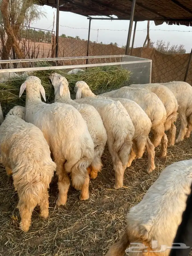 طليان حريات طيبات 0