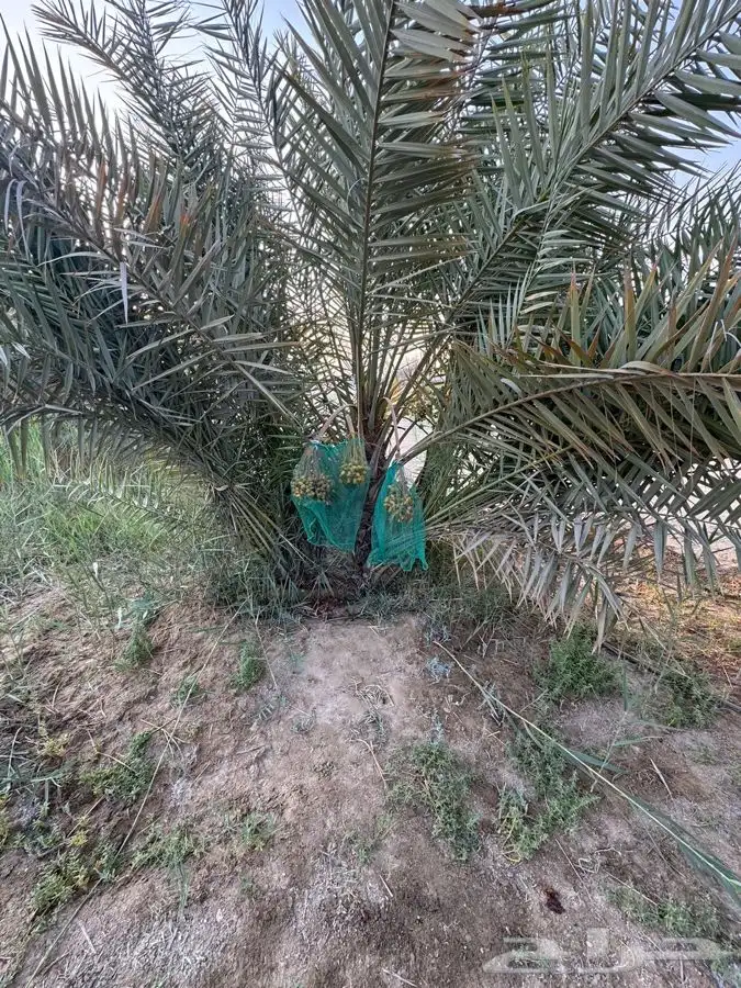 نخل للبيع في ابومعن العدد متوفر قريب ال 100 البيع سمح 8