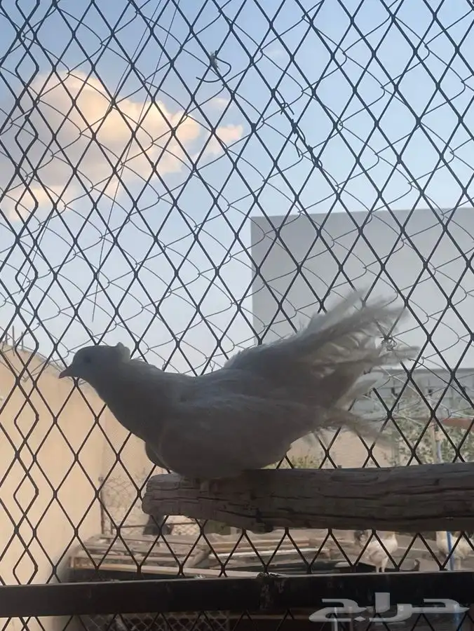 للبيع انثى هزازي 1