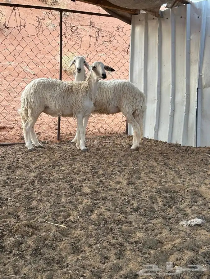 حريات دفيع 0