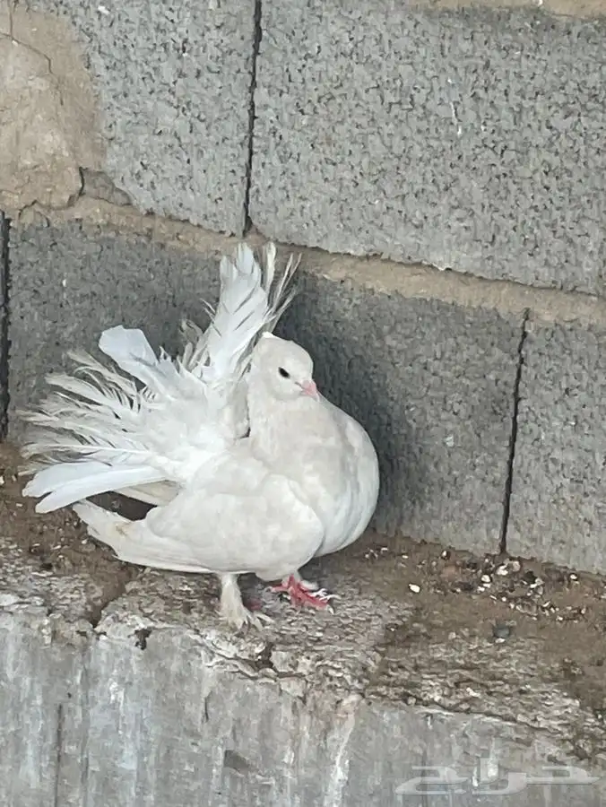 للبيع انثى هزازي 0