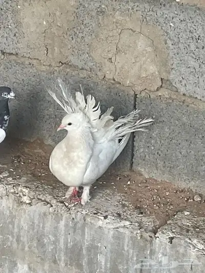 للبيع انثى هزازي index