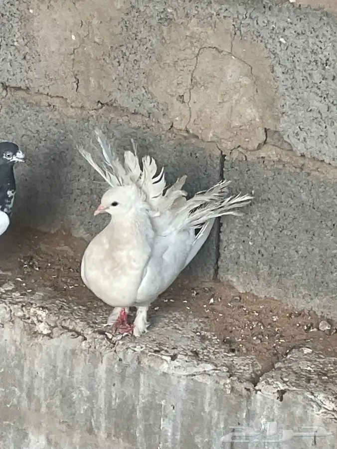 للبيع انثى هزازي 2