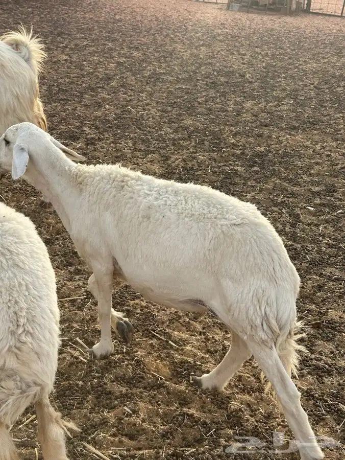 حريات دفيع 4