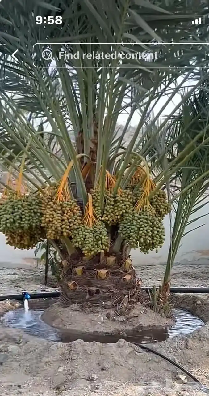 نخيل مثمر للبيع 10