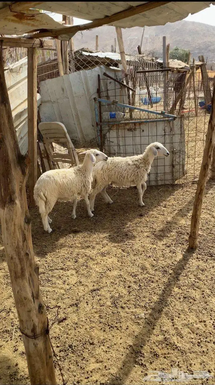 رخال حريه طيبه 2