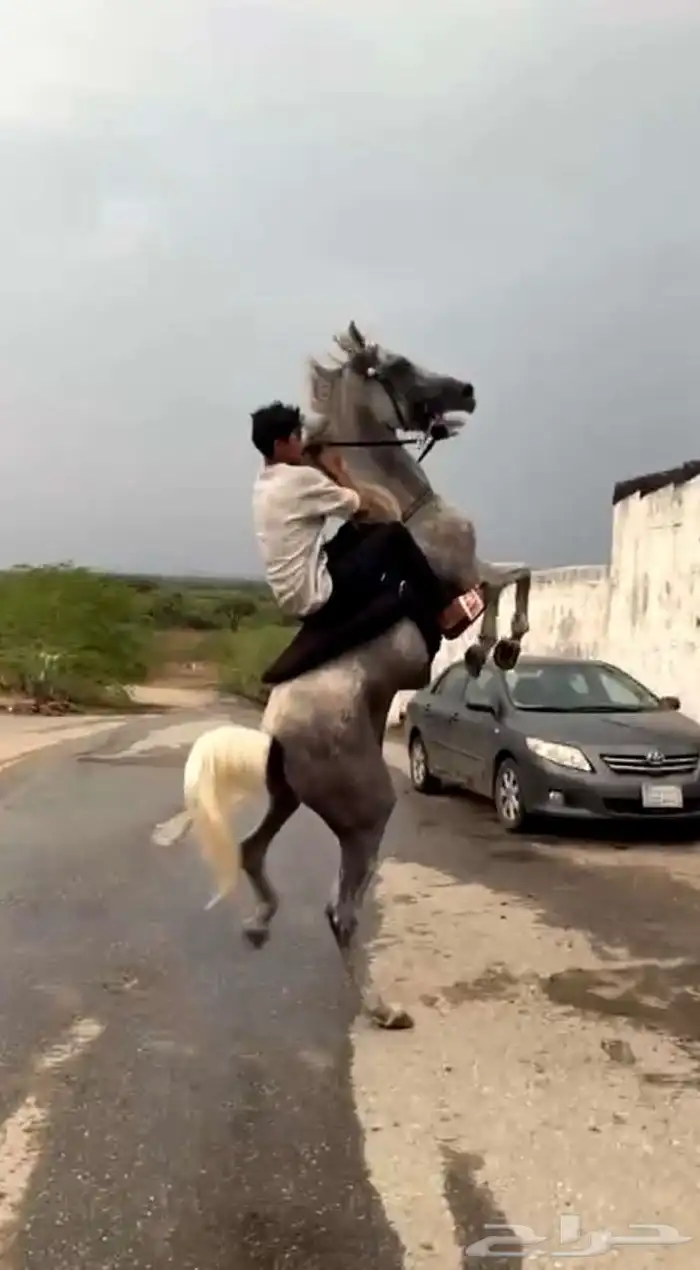 خيل عربي 0