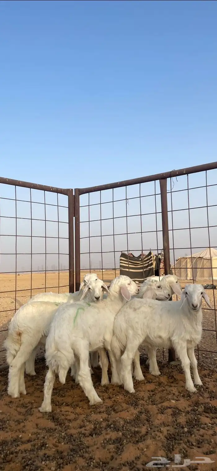 بهم تربية نظيف للبيع 0