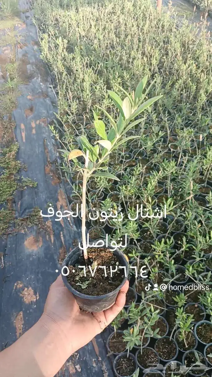 شتلات يوناني كرونيكي 0