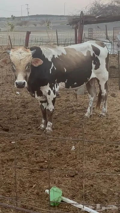 ثور للبيع 0