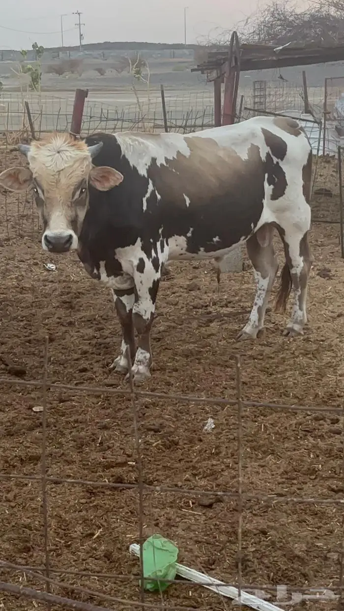 ثور للبيع 0
