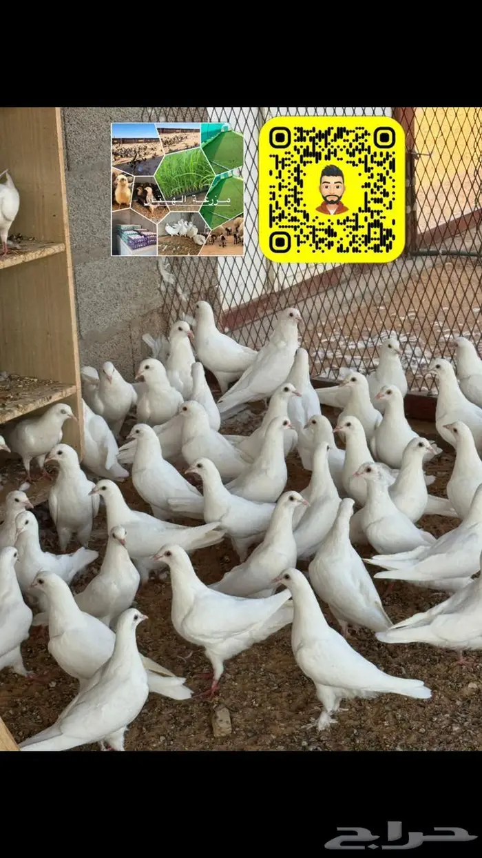 حمام فرنسي لاحم (طبات زغاليل) وحمام سلفر زغاليل 0