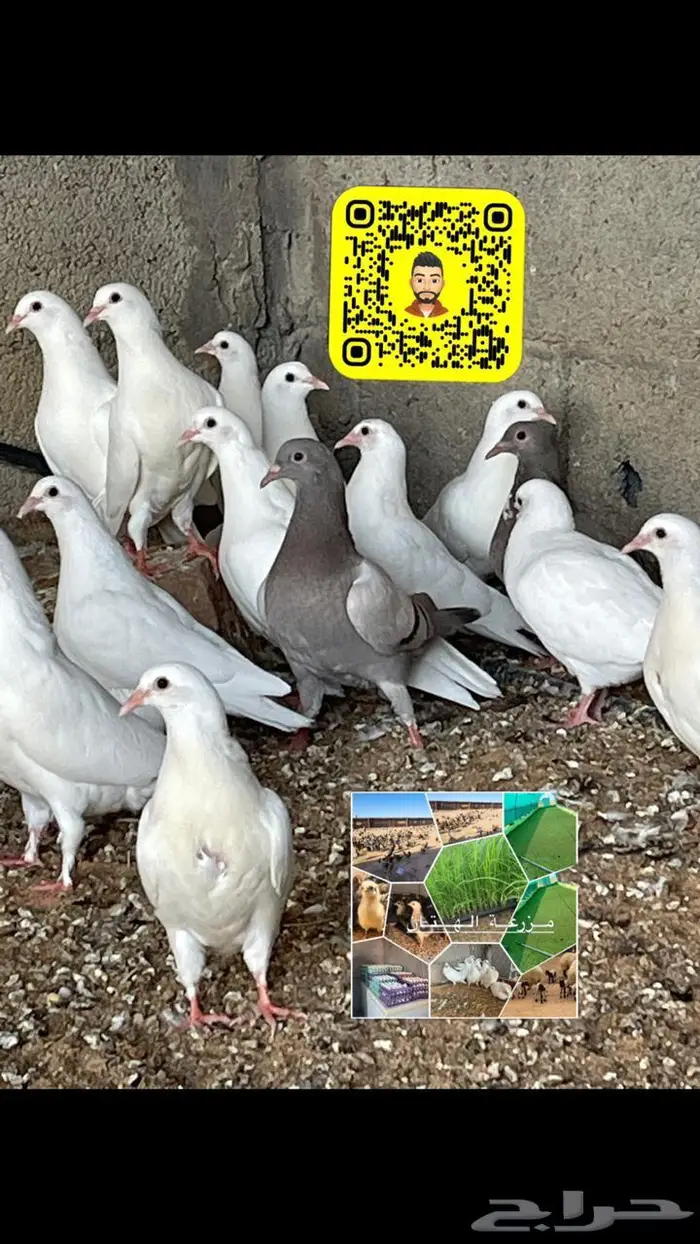 حمام فرنسي لاحم (طبات زغاليل) وحمام سلفر زغاليل 3