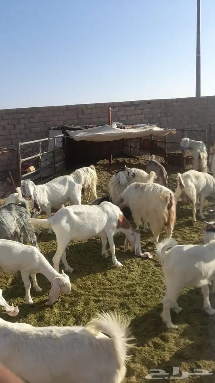 معزا هولنديات مطورات 2