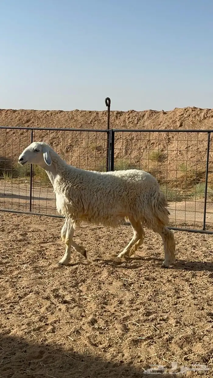 للبيع رخل كفوو 0