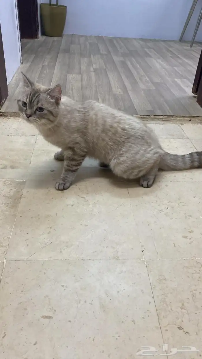 قطه للبيع 1